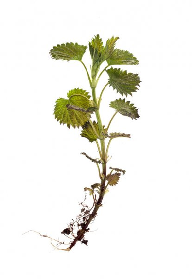 Nettle root - a component of TestoUltra formula