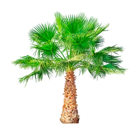 Saw Palmetto is an integral part of TestoUltra