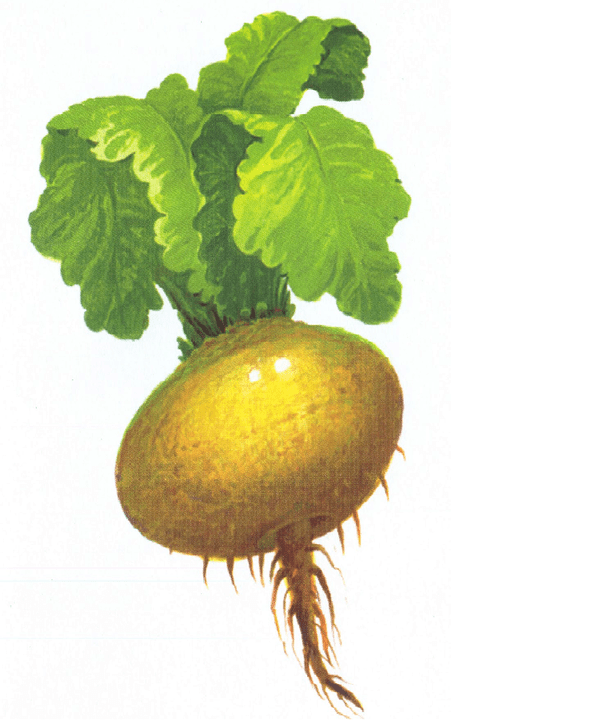 Turnat to increase potency