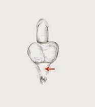 muscle potency and their tension to increase potency